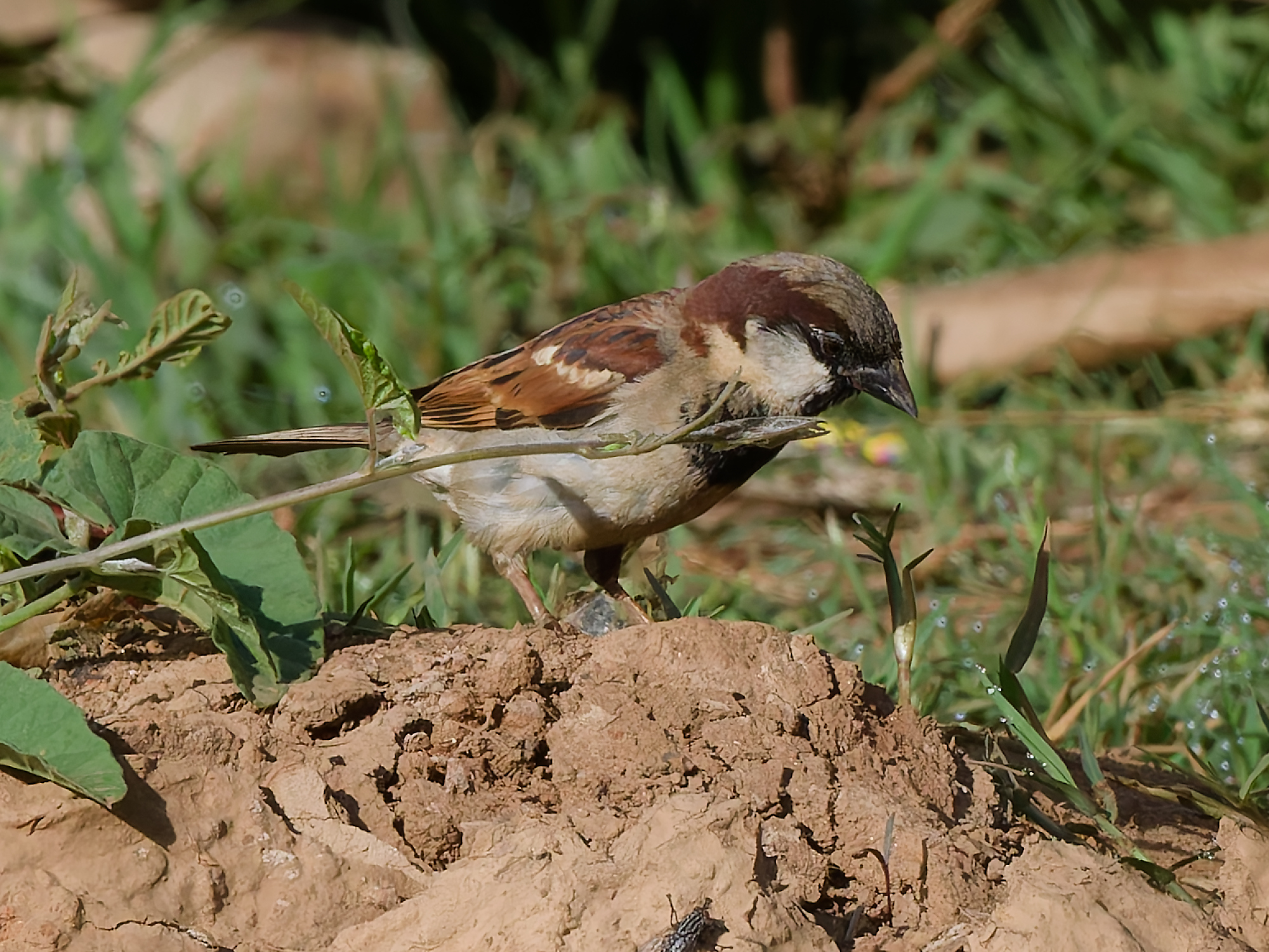 Click to open Dag 10: Kalemawe, Tanga Region